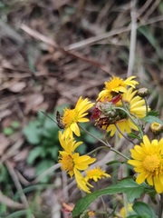 Episyrphus balteatus