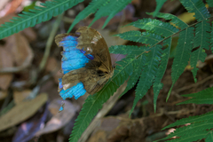 Morpho menelaus