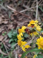 Episyrphus balteatus
