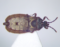 Aneurus laevis