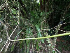 Microgramma vacciniifolia