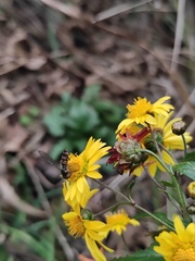Episyrphus balteatus