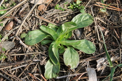 Valerianella