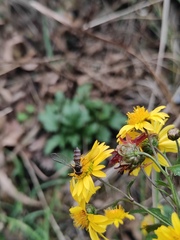 Episyrphus balteatus