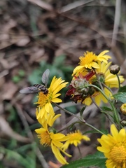 Episyrphus balteatus