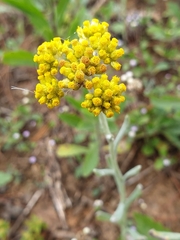 Pseudognaphalium affine