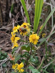 Chrysanthemum indicum