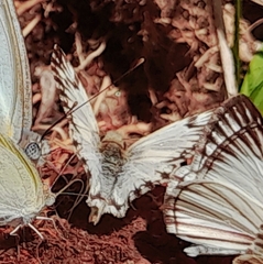 Heliopetes omrina