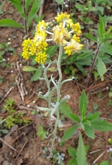 Pseudognaphalium affine