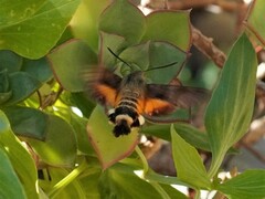 Macroglossum trochilus