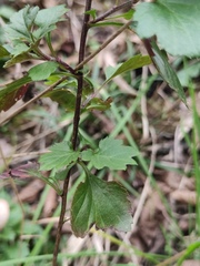 Chrysanthemum indicum