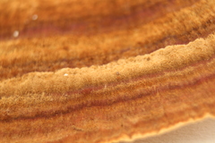 Rigidoporus