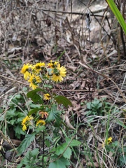 Chrysanthemum indicum