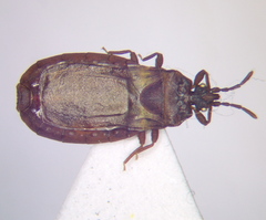 Aneurus laevis