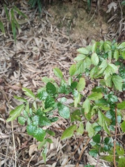 Rubus coreanus