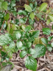 Rubus coreanus