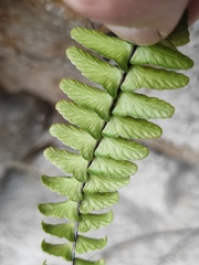 Asplenium normale