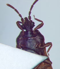 Aneurus laevis