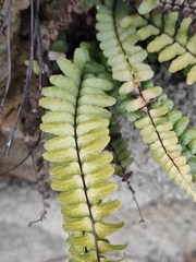 Asplenium normale