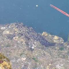 Pseudoblennius percoides