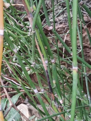 Equisetum ramosissimum