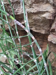 Equisetum ramosissimum
