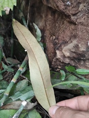 Pyrrosia lingua