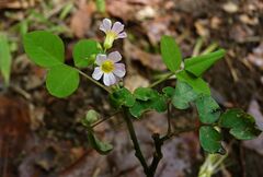 Oxalis barrelieri