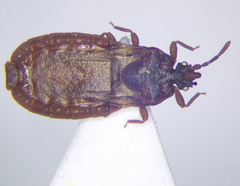 Aneurus laevis