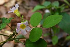 Oxalis barrelieri