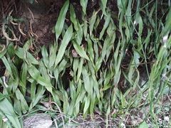 Pyrrosia lingua