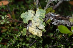 Yarrumia colensoi