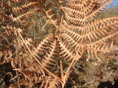 Pteridium tauricum