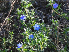Glandora prostrata lusitanica