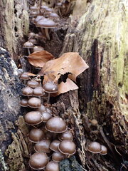 Mycena tintinnabulum