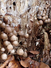 Mycena tintinnabulum