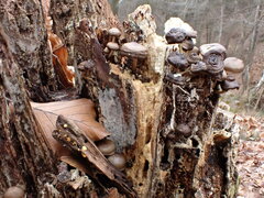 Mycena tintinnabulum