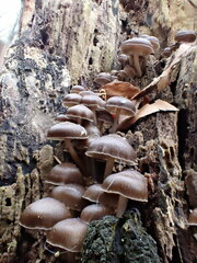 Mycena tintinnabulum