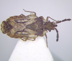 Aradus depressus