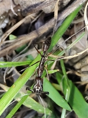 Odontomachus chelifer