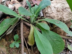 Thyrocarpus sampsonii