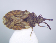 Aradus depressus