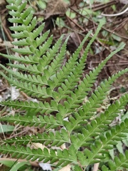 Microlepia pseudostrigosa