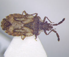 Aradus depressus