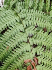 Microlepia pseudostrigosa