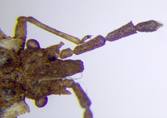 Aradus depressus