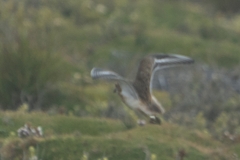 Charadrius bicinctus exilis