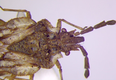 Aradus depressus