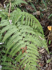 Microlepia pseudostrigosa