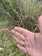 Avena sterilis